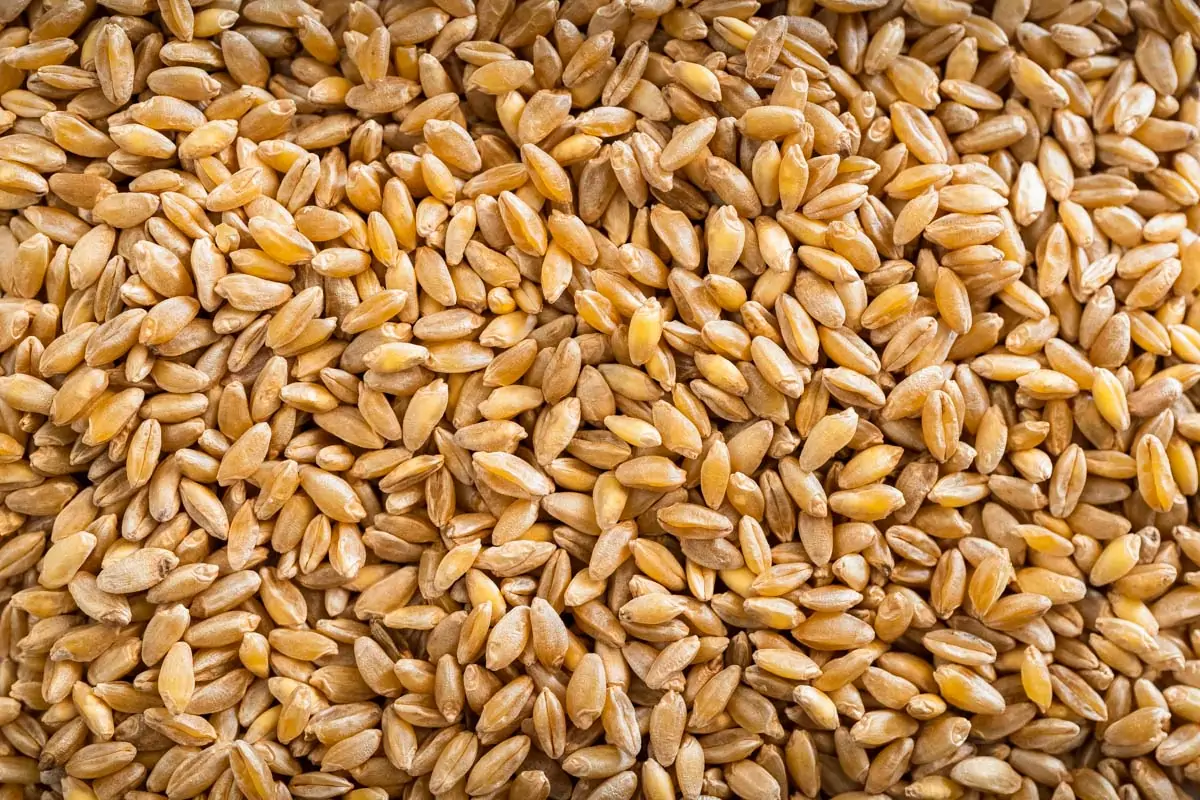 Durum Wheat or pasta wheat