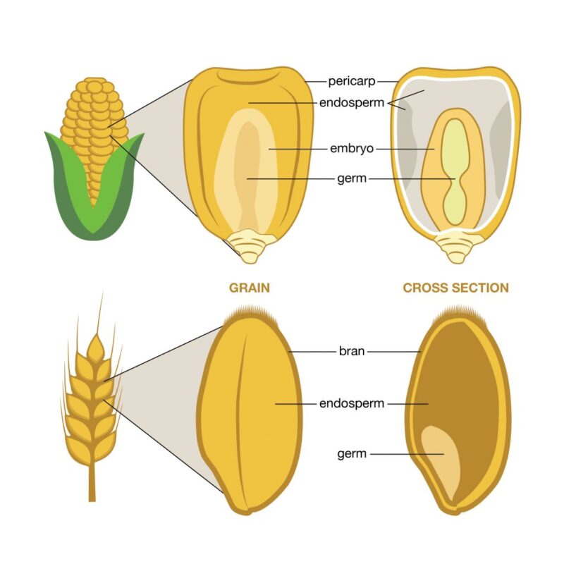 Wheat Grain breakdown