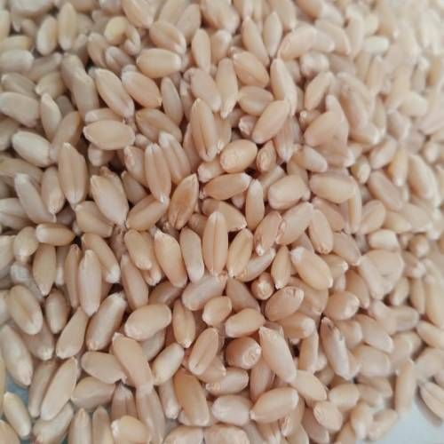 lokwan wheat image